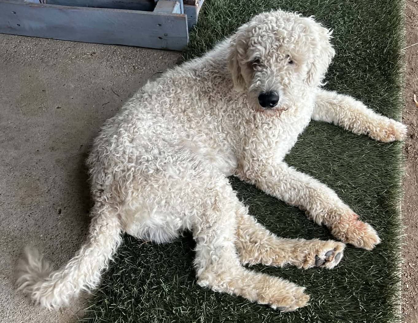 Max, a fehér komondor